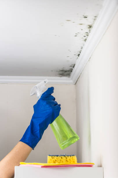 Best Residential Mold Remediation in Velda City, MO